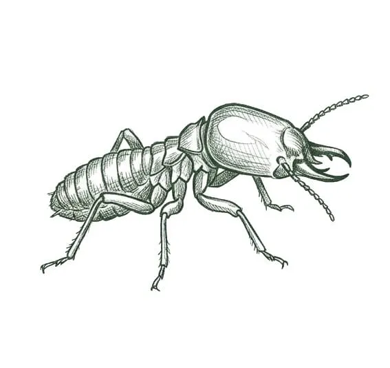 Subterranean Termite